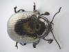 Chrysolina oricalcia